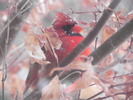 Thumbnail Cardinal In a Japanese Maple -- Stock License