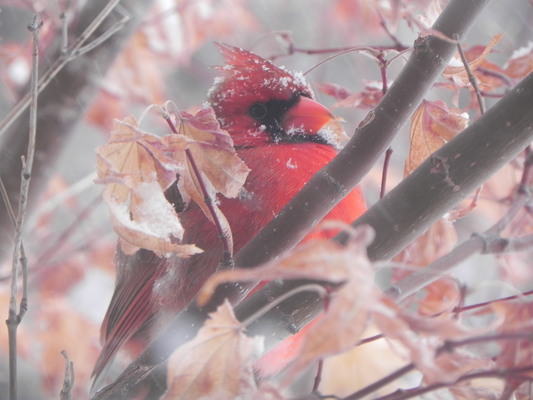 Product picture Cardinal In a Japanese Maple -- Stock License